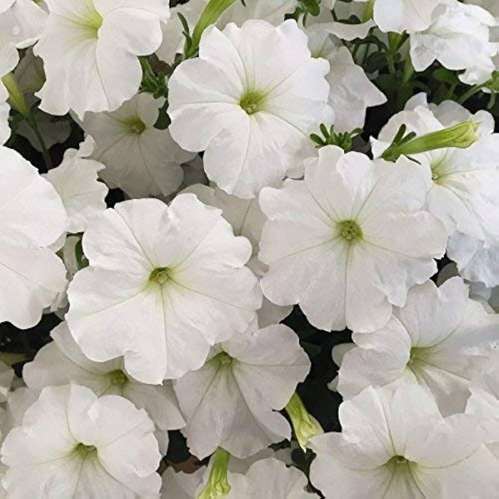 Petunia (flower Petunia hybrida Trilogy Purple pelleted) for planting in garden